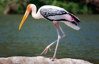 https://majadahondain.es/media/noticias/fotos/pr/2022/05/11/majadahonda-se-vuelca-con-el-dia-de-las-aves-migratorias_thumb.jpg