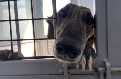 https://majadahondain.es/media/noticias/fotos/pr/2022/06/30/el-cicam-majadahonda-acoge-12-perros-victimas-de-una-trama-de-maltrato-animal_thumb.jpg