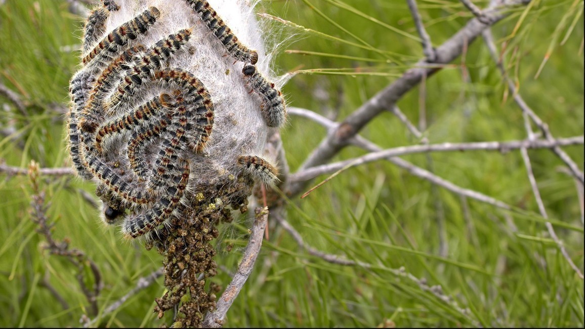 /media/noticias/fotos/pr/2026/02/26/oruga-procesionaria.jpg