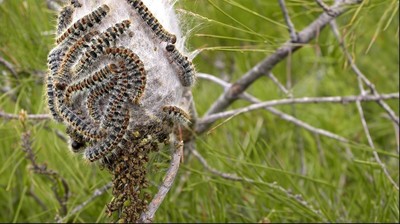 /media/noticias/fotos/pr/2026/02/26/oruga-procesionaria_thumb.jpg