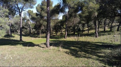 /media/noticias/fotos/pr/2026/05/28/bosque_thumb.jpg